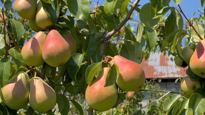 Dibër / I zhgënjyer nga tregu i shitjes, fermeri Shefik Fisniku gati të heqë dorë edhe nga Dardha