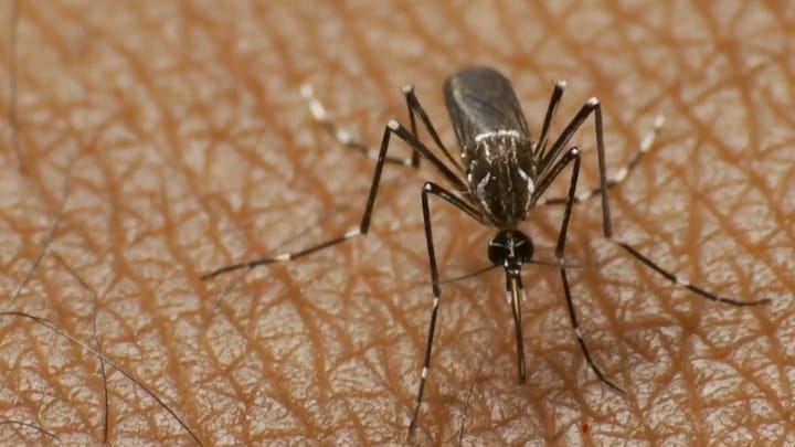 “Ethet e Nilit”, asnjë rast i evidentuar deri tani në Mat