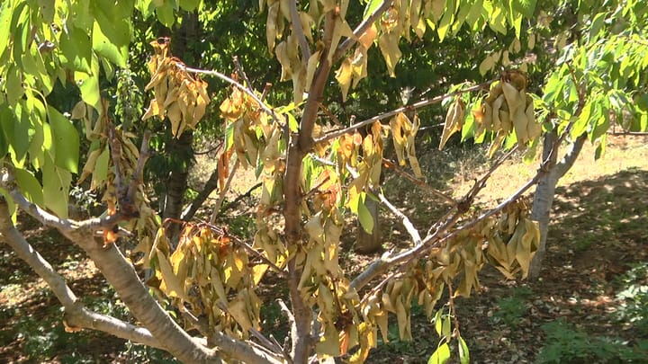 SHUPENZË, DY LAGJE PA UJË VADITËS