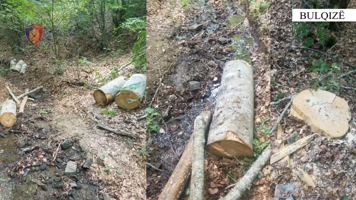 U kapën duke prerë lëndë drusore në mënyrë të paligjshme, nis procedimi penal për 5 shtetas. .