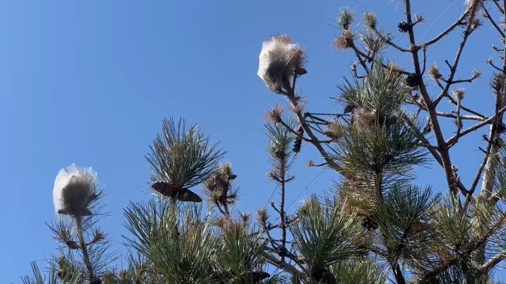 Procesionaria, “jashtë” vëmendjes së autoriteteve