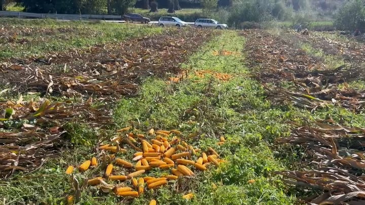 Familja nga Majtara e Dibrës e përkushtuar ndaj bujqësisë