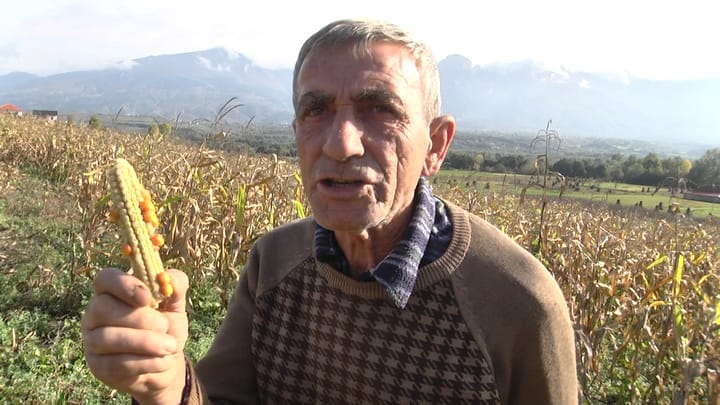 Fermerët e Bulqizës të zhgënjyer nga prodhimet e vjeshtës: Faji i shtetit që nuk kontrollon farërat