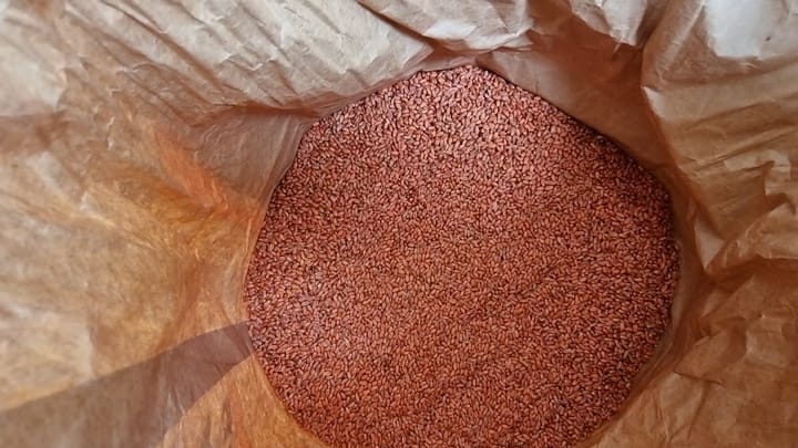 Bie interesi për grurin, në pikat e shitjes së farërave, shumë pak fermerë