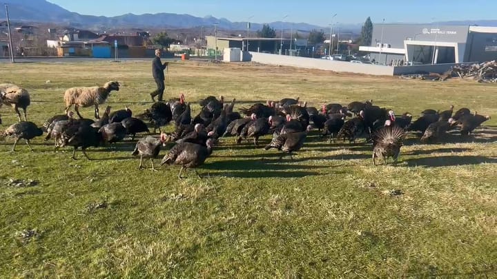 Burrel / Gjeli i detit, fermeri Shira: Shpresojmë të kemi shitje