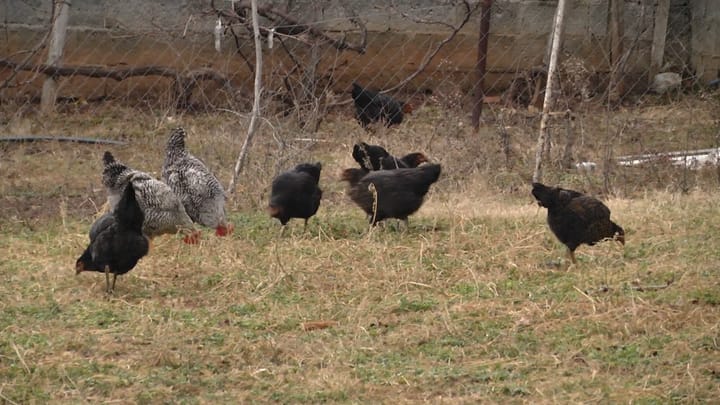 Qarku Dibër ende i paprekur nga gripi i shpendëve, por specialistët këshillojnë të tregohet kujdes