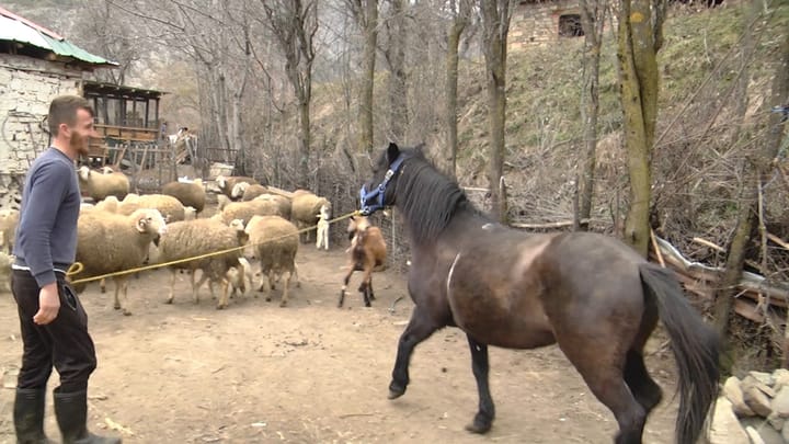 I riu nga Bellova i përkushtuar ndaj blegtorisë