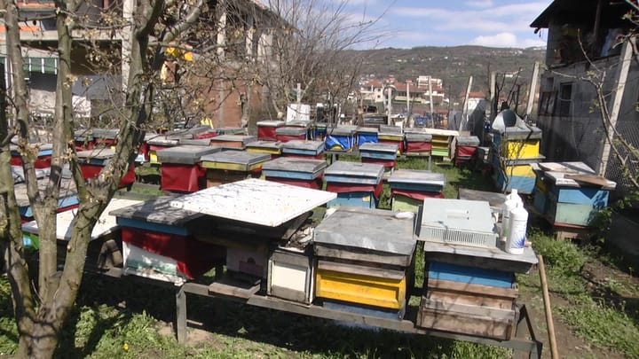 Edhe bletaria në rrezik, shkak luhatjet e temperaturave