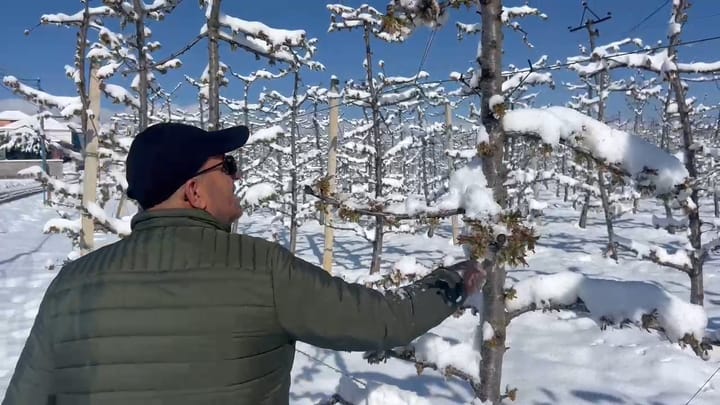 Bora shkakton dëme të mëdha në frutikulturë në Dibër