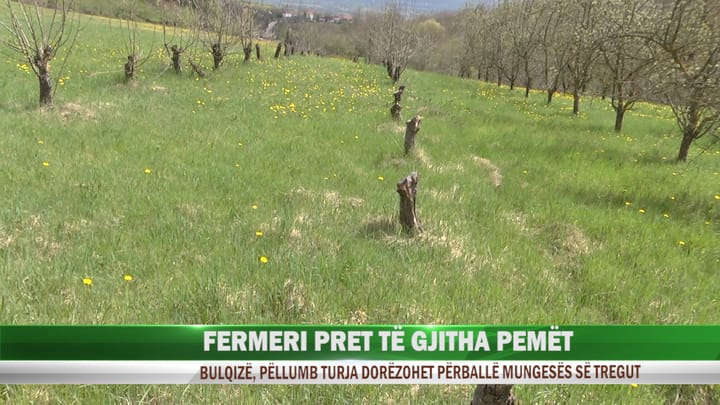 Mungesa e shitjes së prodhimeve në frutikulturë, fermeri detyrohet t’i presë pemët dhe të largohet nga Bulqiza