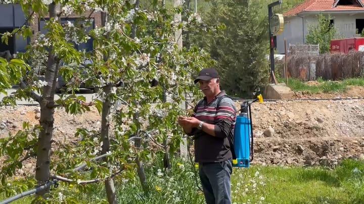 Dibër, shpëtojnë qershiat e vona