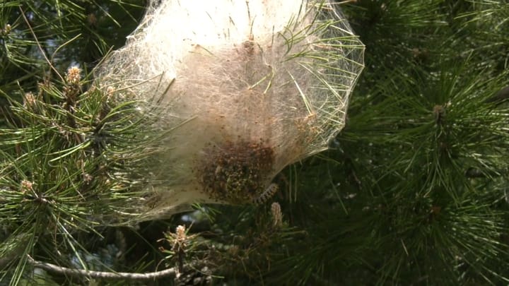 Procesionaria e pishës, ekspertët: mos i prekni