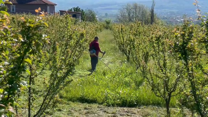 Fermerët e dëmtuar nga ngrica, këtë vit me zero prodhim