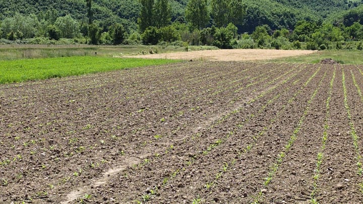 Edhe 4 ditë mbyllen aplikimet për subvencionet në bujqësi