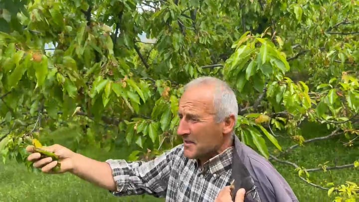 Fshati i qershive, këtë vit pa prodhim, në rrezik edhe pemët