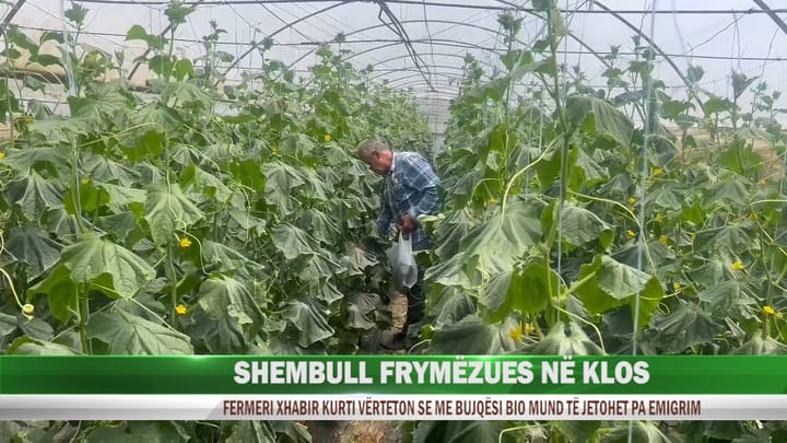 KLOS / PRODHIMI NË TREG NGA SERAT