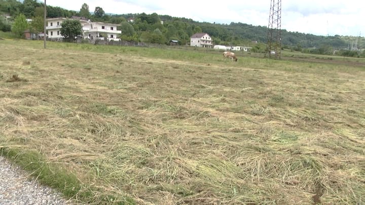 Shirat e fundit dëmtojnë bujqësinë në luginën e Matit