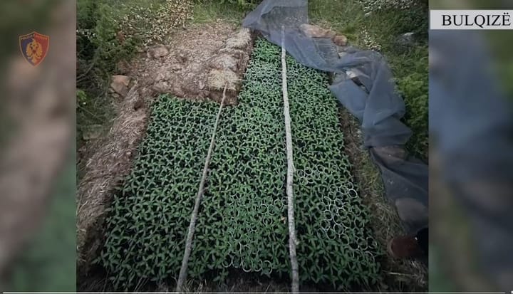 Bulqizë/Operacioni policor i koduar “Koordinata”, çon në pranga nje shtetas dhe shpallet në kërkim një tjetër pasi kultivonin bimë narkoti