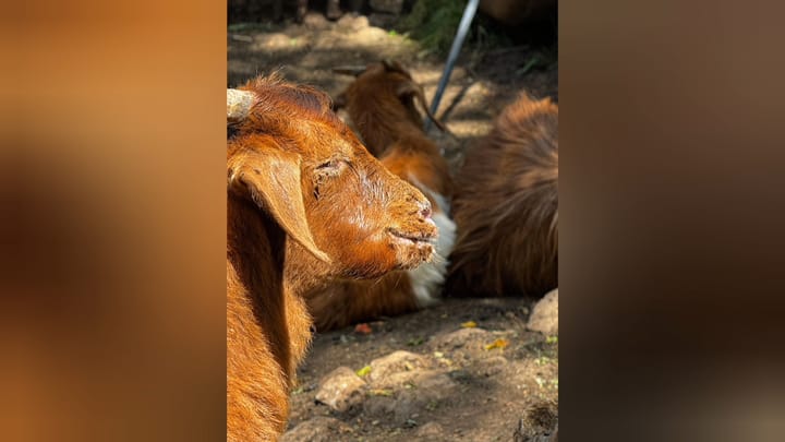 Dy vatra të murtajës në Qarkun Dibër, Ministria e Bujqësisë urdhëron ndalimin e lëvizjes së të imtave