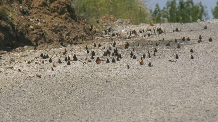 Zona e Urakës “pushtohet” nga flutura