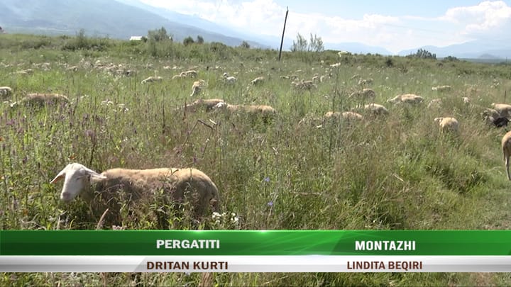 Murtaja në Qarkun Dibër, 600 krerë të imta janë asgjesuar e kanë ngordhur