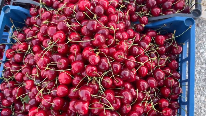 Qershia në Dibër, 600 – 700 lekë kilogrami