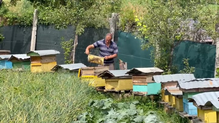 Bletari nga Sopoti: prodhimi është bio