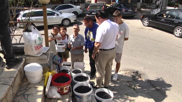 Dibër, del në treg boronica, por problem mbetet shitja