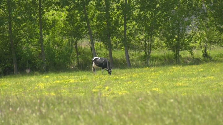 (VIDEO)Skema Kombëtare e Investimeve, shumë pak aplikime që prej 30 Korrikut