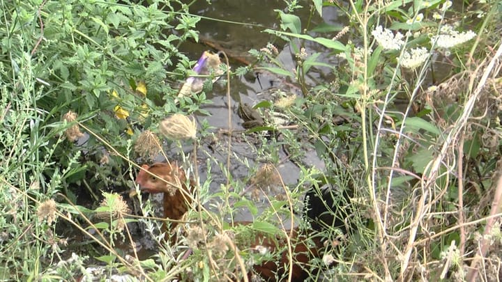 (VIDEO)Ujërat e zeza në Suç, vijojnë të jenë në sipërfaqe e të ndotin ambjentin