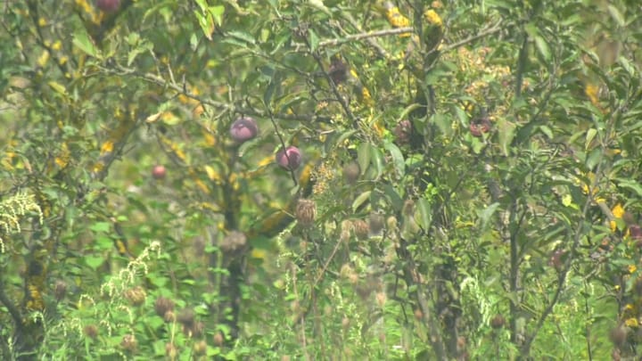 Fermerët në pritje të lëvrimit të lekëve për mbështetjen në bujqësi