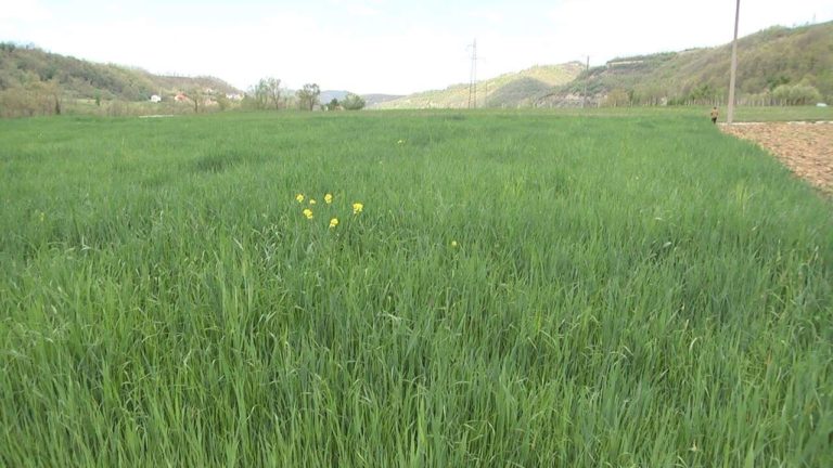 Fermerët e luginës së Matit optimist për bujqësinë