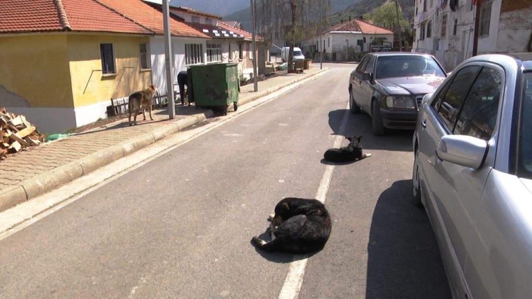 Bulqizë, qentë “rrugaçë” ju futen banorëve në shtëpi
