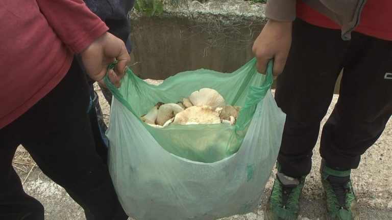 “Sezoni i kërpudhave”, fëmijët e vegjël mundohen të sigurojnë mbijetesën