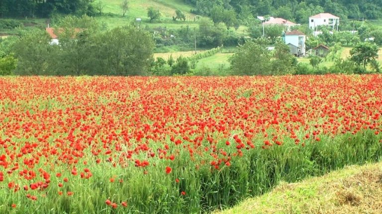 Bujqësi. Fermerët të shqetësuar, gruri po dëmtohet nga lulëkuqja