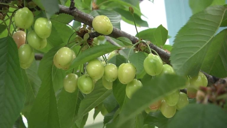 Dibër, qershitë nuk po piqen, temperaturat e ulta mbajnë mbërthyer frutin e stinës