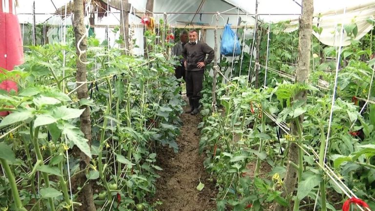 Gurrë e Madhe, serë për konsum familjar