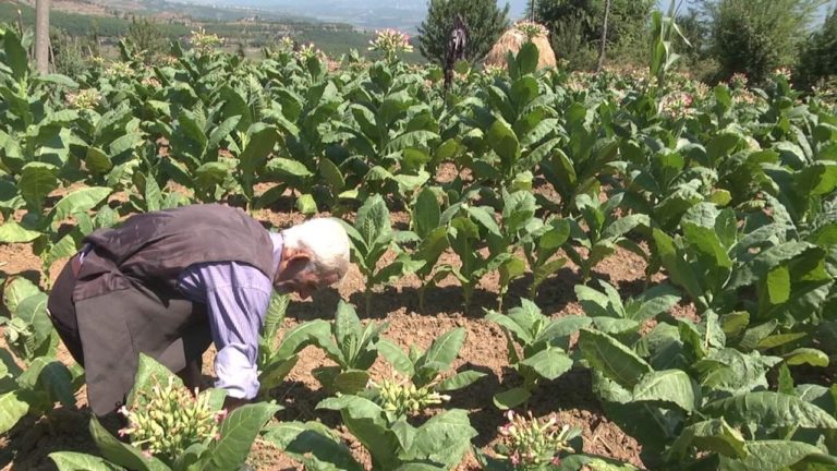 Arif Kadiu, kultivuesi i duhanit në Rripë të Gurrës