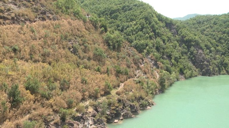 Shkopet, dëme të mëdha në bimësi