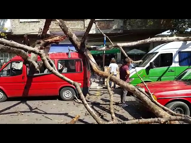 Shkodër, pema “masakron” makinat e parkuara