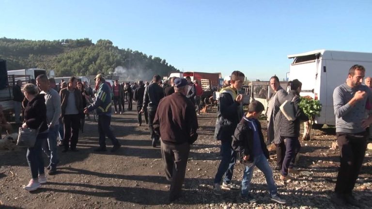 Mungesa e thertoreve, matjanët i drejtohen Milotit të dielave