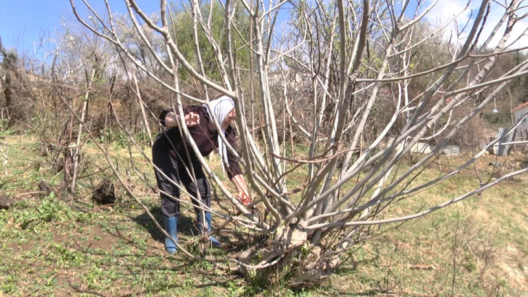 Daje Hidri, e moshuara që sfidon burrat në krasitjen e hardhisë