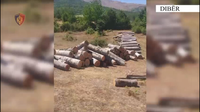 KALLËZOHET INSPEKTORI DIBËR PRERJET E PYJEVE
