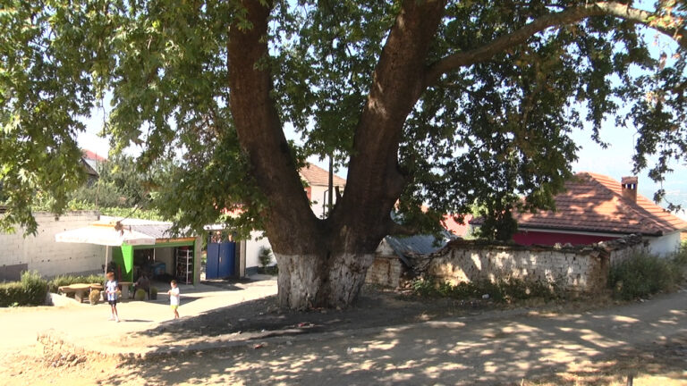 Rrapi 250-vjeçar në Kërçisht të Poshtëm, Monument Natyre