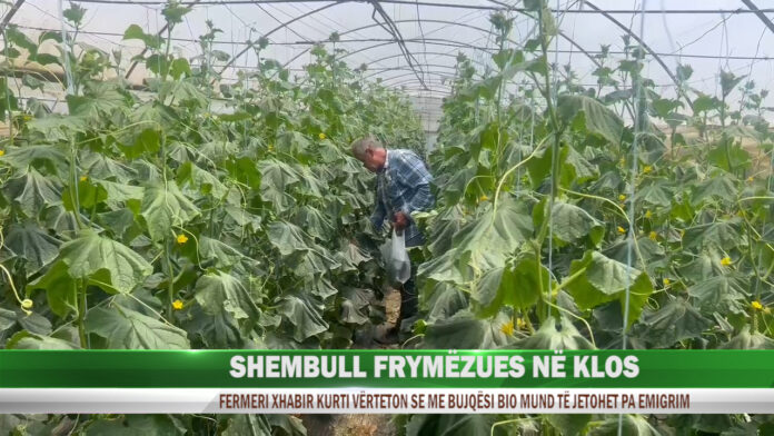SHEMBULL FRYMËZUES NË KLOS SERAT PERIME